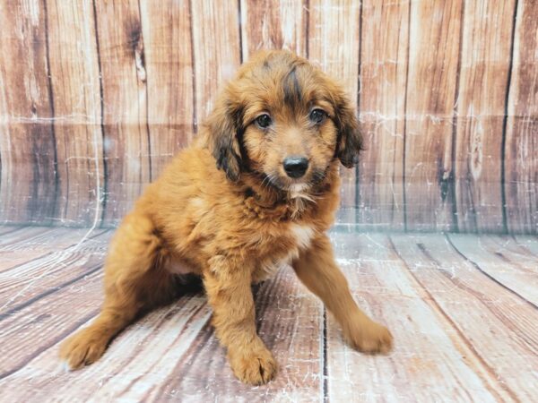 Miniature Australian Shepherd/Poodle DOG Female 23319 Petland Las Vegas, Nevada