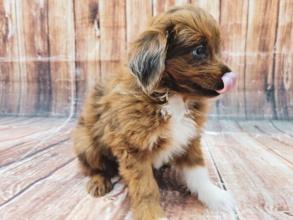 Miniature Australian Shepherd/Poodle DOG Female 23318 Petland Las Vegas, Nevada