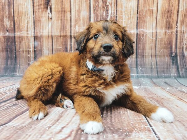 Miniature Australian Shepherd/Poodle-DOG-Male--23316-Petland Las Vegas, Nevada