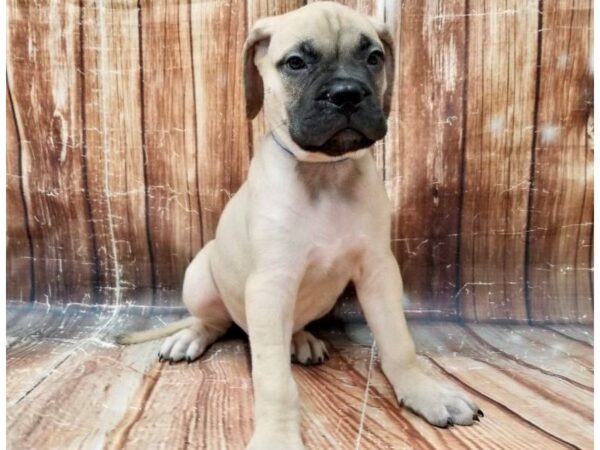 Bullmastiff DOG Male Fawn 23312 Petland Las Vegas, Nevada