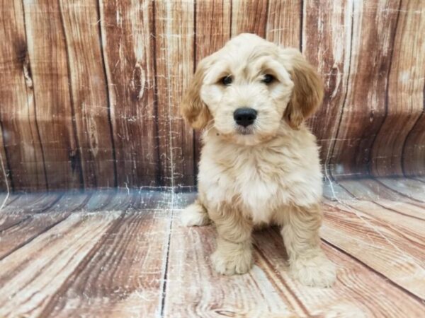 F1 Mini Goldendoodle-DOG-Male-Golden-23315-Petland Las Vegas, Nevada