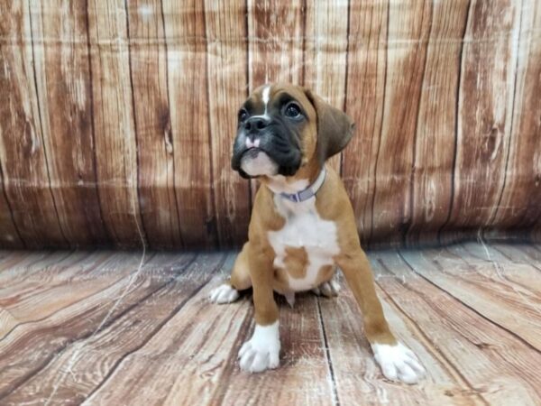 Boxer DOG Male Fawn 23308 Petland Las Vegas, Nevada