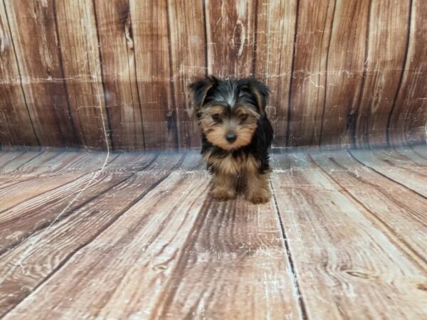 Yorkshire Terrier DOG Female Black / Tan 23311 Petland Las Vegas, Nevada