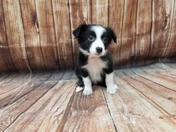 Border Collie-DOG-Female-Black-23307-Petland Las Vegas, Nevada