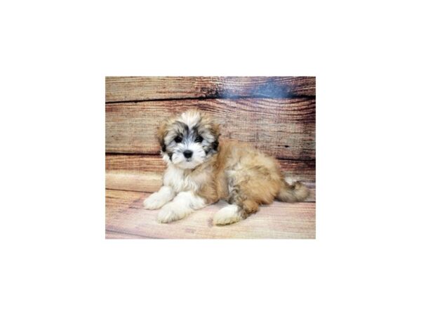 Coton De Tulear-DOG-Female-White-23334-Petland Las Vegas, Nevada