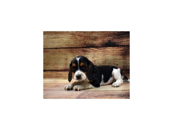 Beagle/Cavalier King Charles Spaniel-DOG-Female-Black White and Tan-23337-Petland Las Vegas, Nevada