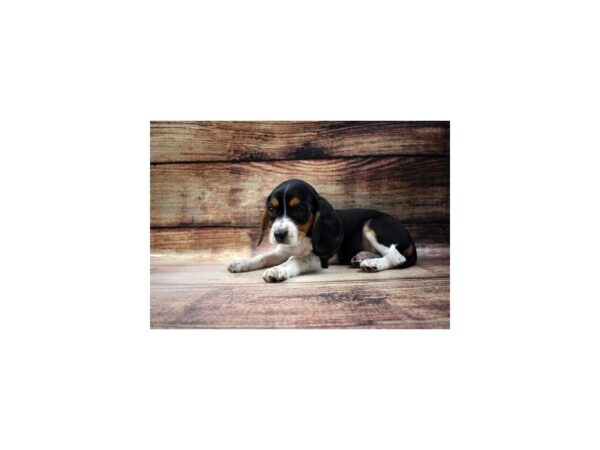 Beagle/Cavalier King Charles Spaniel-DOG-Male-Black White and Tan-23338-Petland Las Vegas, Nevada