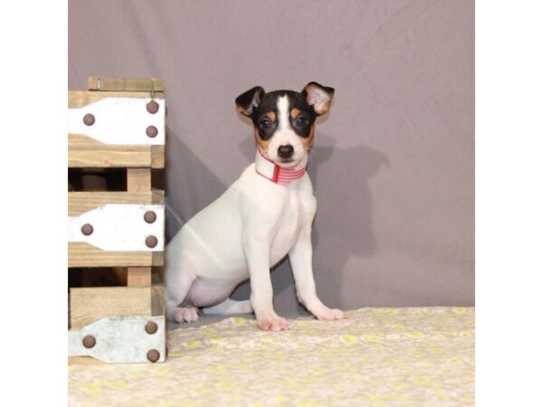 Jack Russell Terrier DOG Female White Black / Tan 23345 Petland Las Vegas, Nevada