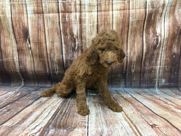 Standard Poodle DOG Female BROWN 23351 Petland Las Vegas, Nevada