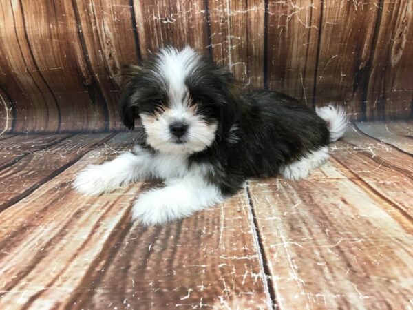 Mix-DOG-Male-White / Chocolate-23347-Petland Las Vegas, Nevada