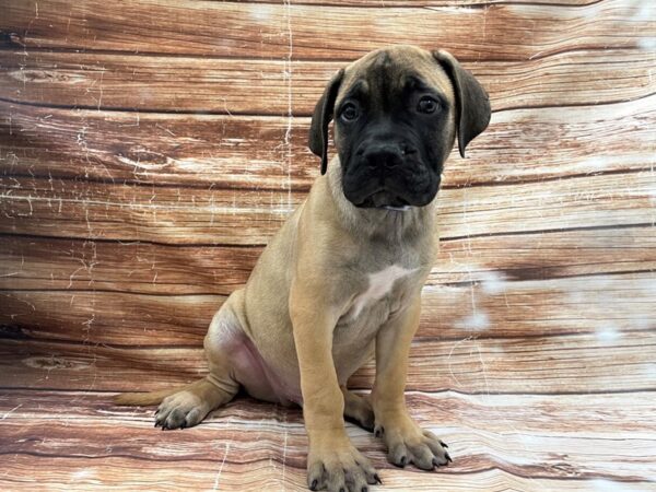 Bullmastiff DOG Male Fawn 23366 Petland Las Vegas, Nevada