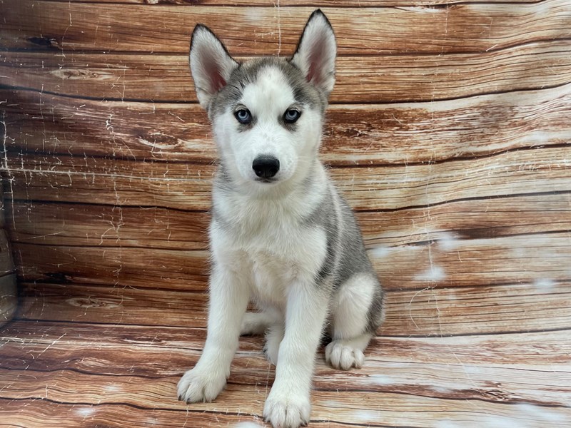 Siberian Husky-DOG-Female-Black Grey and White-3111576-Petland Las ...