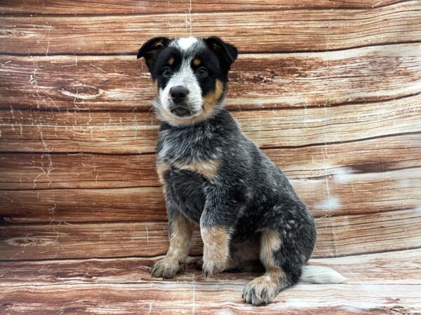 Australian Cattle Dog DOG Male Blue Mottled 23360 Petland Las Vegas, Nevada