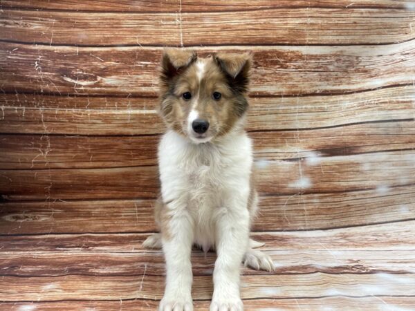 Shetland Sheepdog DOG Male Sable and White 23356 Petland Las Vegas, Nevada