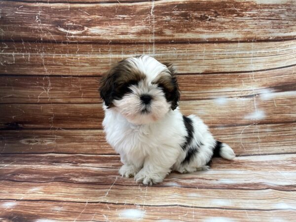 Lhasa Apso DOG Male Red Gold 23355 Petland Las Vegas, Nevada