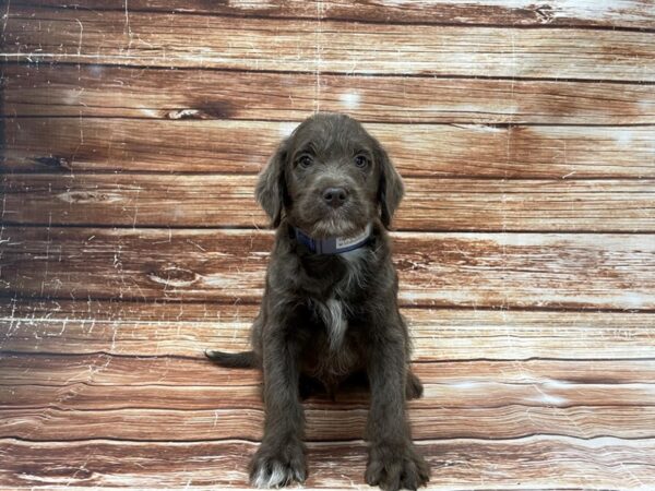 Labrador Retriever/Poodle DOG Male Silver 23394 Petland Las Vegas, Nevada