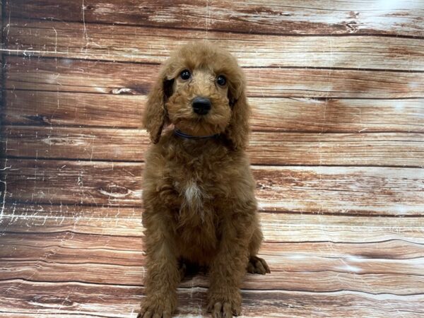 Standard Poodle DOG Male Red 23393 Petland Las Vegas, Nevada