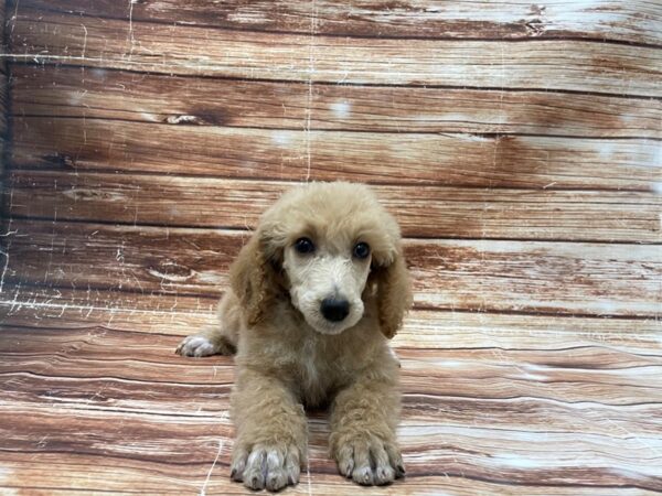 Standard Poodle DOG Female Apricot 23392 Petland Las Vegas, Nevada