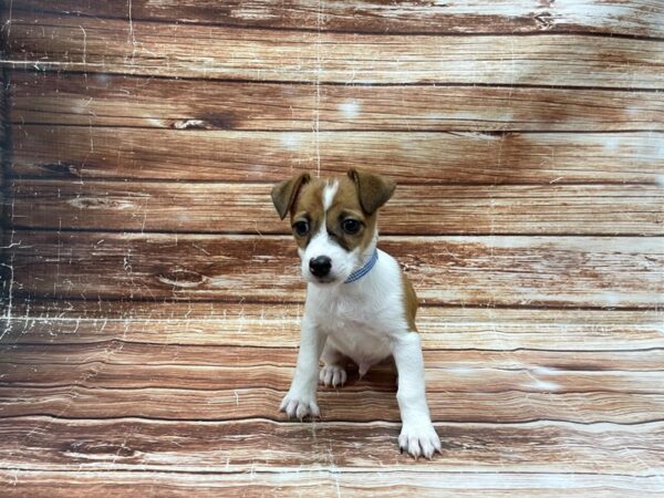 Jack Russell Terrier DOG Male White / Red 23391 Petland Las Vegas, Nevada