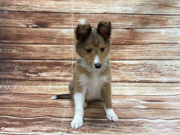 Shetland Sheepdog DOG Male Sable / White 23388 Petland Las Vegas, Nevada