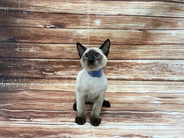 Siamese CAT Male Seal Point 23380 Petland Las Vegas, Nevada