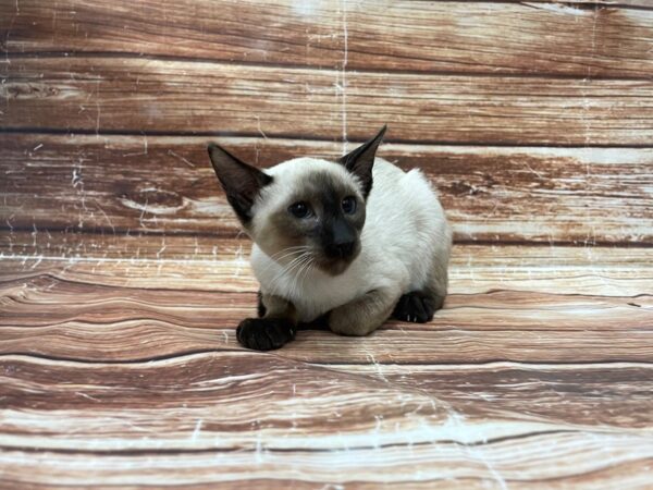 Siamese CAT Male Seal Point 23379 Petland Las Vegas, Nevada