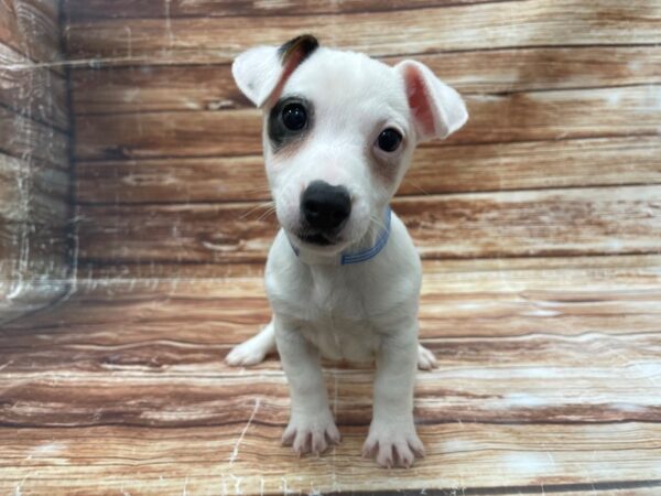 Jack Russell Terrier DOG Male White and Black 23381 Petland Las Vegas, Nevada