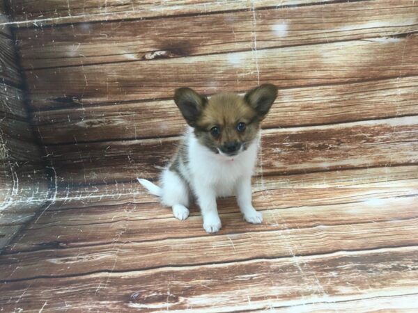 Papillon DOG Female Red and White 23378 Petland Las Vegas, Nevada