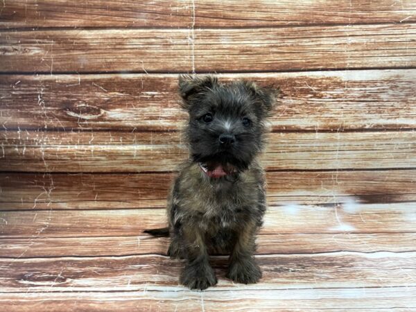 Cairn Terrier DOG Female Wheaten 23422 Petland Las Vegas, Nevada