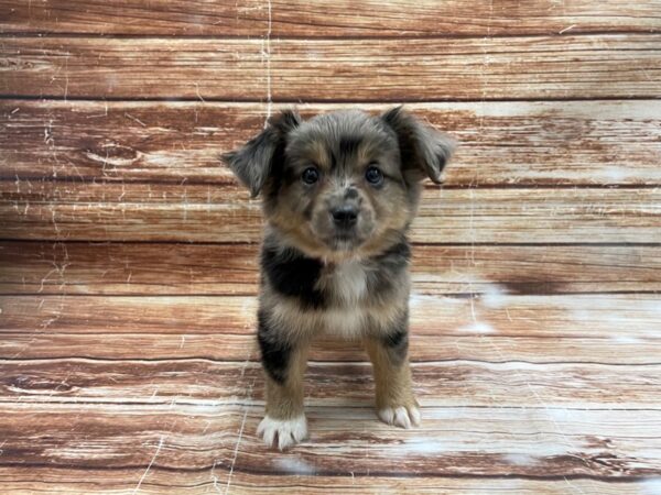 Australian Shepherd/Miniature Australian Shepherd-DOG-Female-Blue Merle-23420-Petland Las Vegas, Nevada