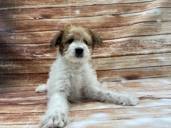 Australian Cattle Dog/Poodle-DOG-Male-White / Red-23419-Petland Las Vegas, Nevada