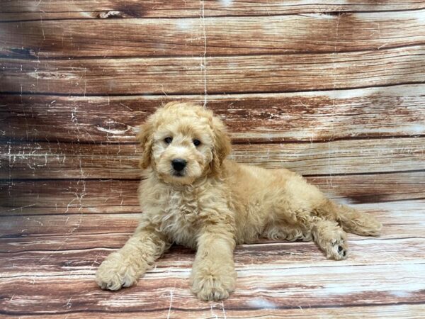 F1B Mini Bernadoodle-DOG-Female-Red-23418-Petland Las Vegas, Nevada