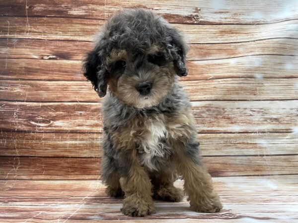 F1B Mini Bernadoodle DOG Male Blue Merle / Tan 23417 Petland Las Vegas, Nevada