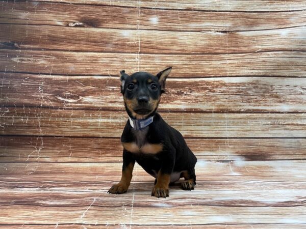 Dachshund/Miniature Pinscher DOG Male Black / Tan 23416 Petland Las Vegas, Nevada