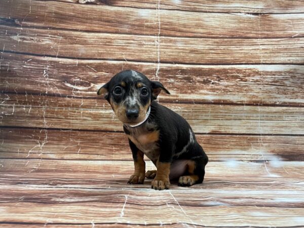 Dachshund/Miniature Pinscher DOG Male Black / Tan 23415 Petland Las Vegas, Nevada