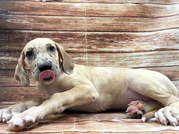 Great Dane DOG Male Fawn 23406 Petland Las Vegas, Nevada