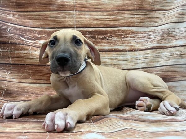 Great Dane DOG Male Fawn 23405 Petland Las Vegas, Nevada