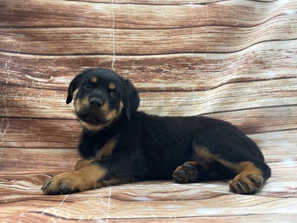 Rottweiler DOG Male Black and Mahogany 23400 Petland Las Vegas, Nevada