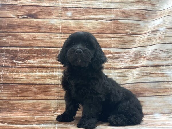 F1 Mini Goldendoodle-DOG-Female-Black-23399-Petland Las Vegas, Nevada