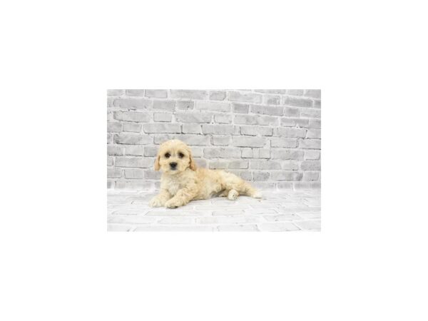 Bichon Frise/Cavalier King Charles Spaniel-DOG-Female-Cream-23434-Petland Las Vegas, Nevada