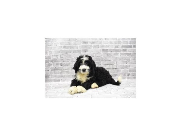 Bernese Mountain Dog/Standard Poodle DOG Male Black and White 23435 Petland Las Vegas, Nevada