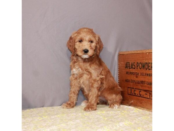 Golden Retriever/Poodle-DOG-Female-Dark Golden-23449-Petland Las Vegas, Nevada