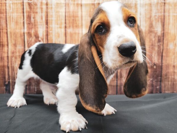 Basset Hound DOG Male Black White / Tan 23383 Petland Las Vegas, Nevada