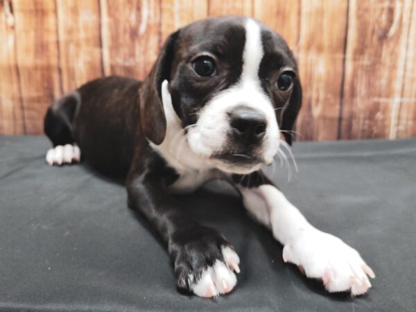 Beagle/Boston Terrier-DOG-Female-Brindle and White-23361-Petland Las Vegas, Nevada