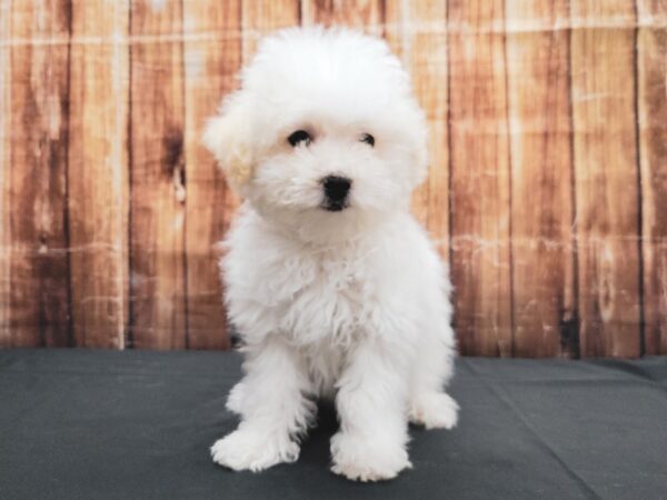 Maltese/Poodle DOG Male White / Cream 23370 Petland Las Vegas, Nevada