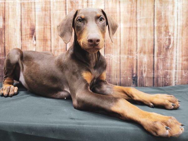 Doberman Pinscher-DOG-Female-Red and Rust-23354-Petland Las Vegas, Nevada