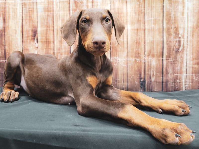 Doberman Pinscher Puppy Red and Rust ID:23354 Located at Petland Las ...