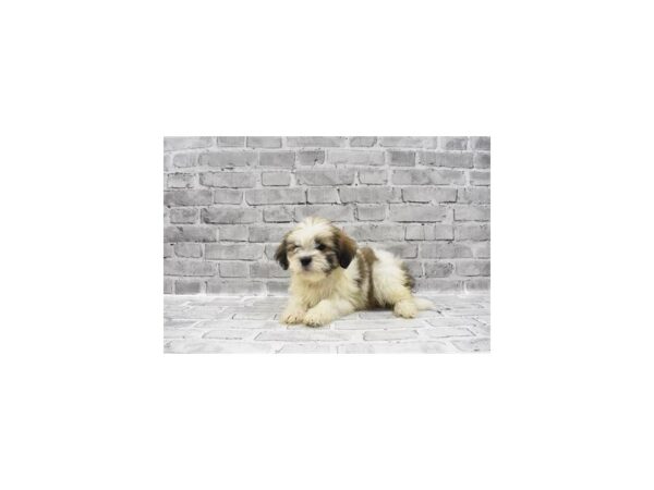 Lhasa Apso-DOG-Female-Golden-23455-Petland Las Vegas, Nevada