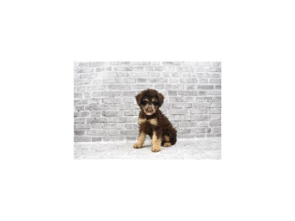 F2 Aussiedoodle DOG Male Chocolate and Tan 23460 Petland Las Vegas, Nevada