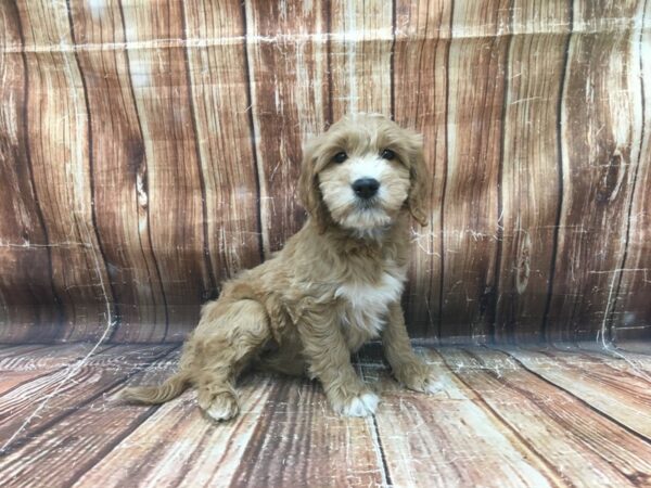 Golden Retriever/Poodle DOG Male Dark Golden 23450 Petland Las Vegas, Nevada